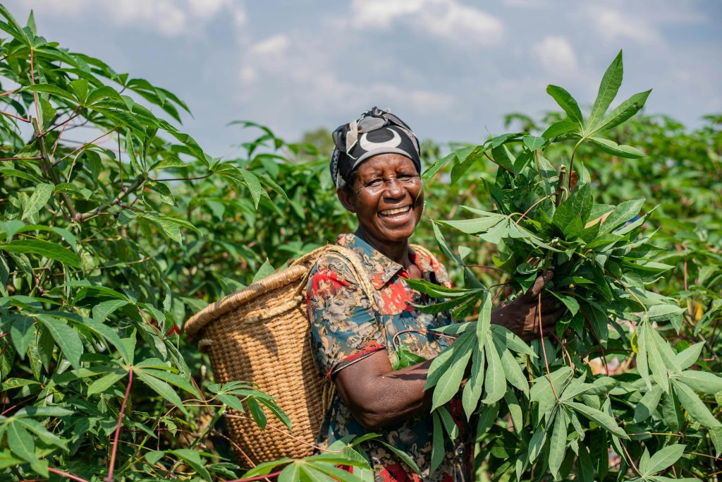 African woman harvesting cassava in a sunny field, carrying a basket.