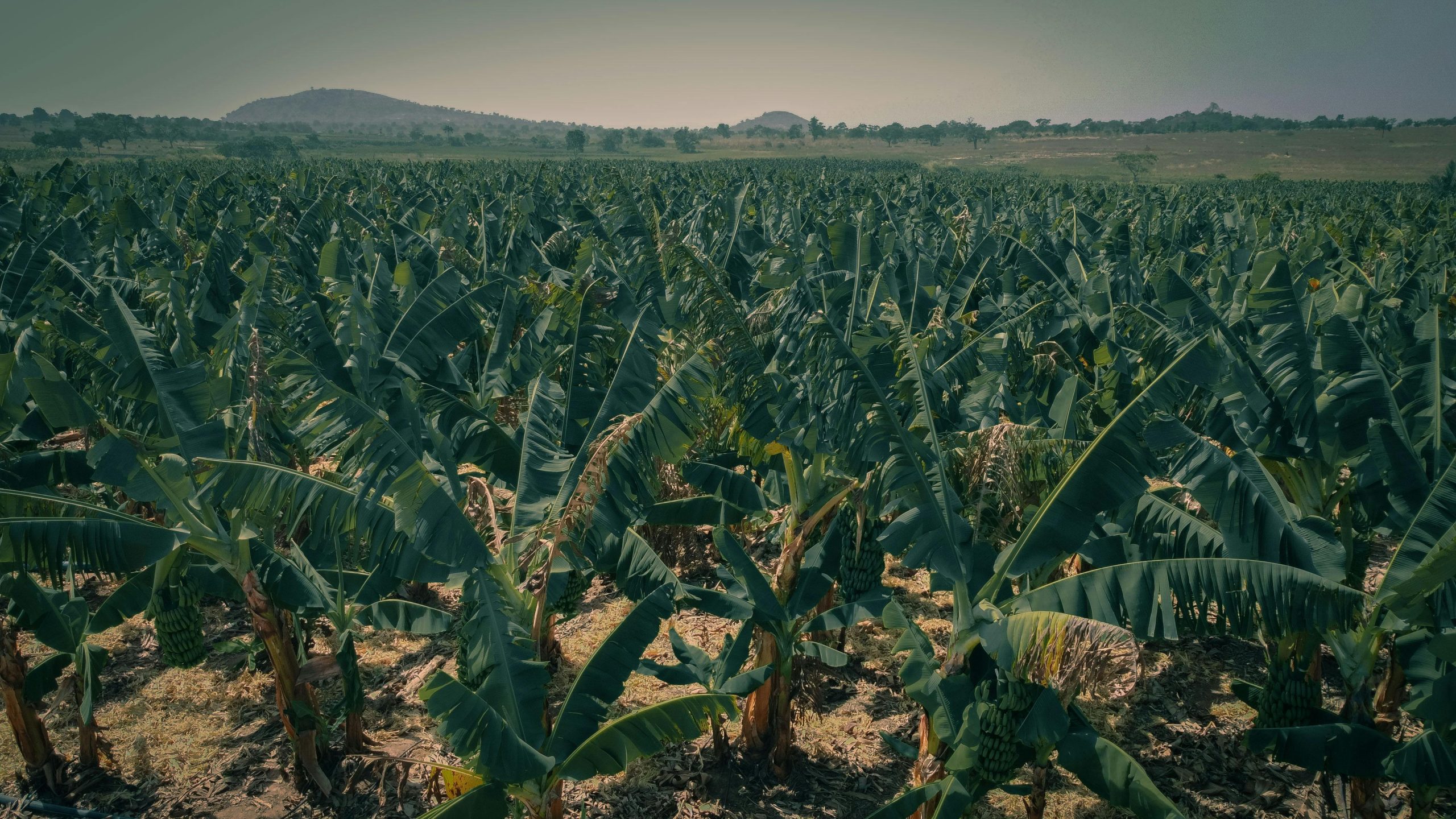 A sprawling green banana plantation thriving under the Nigerian sun in Abuja.